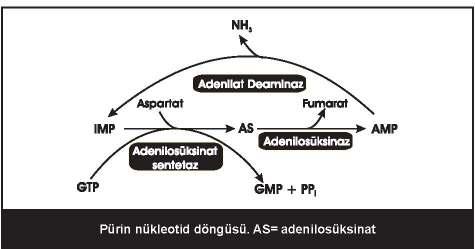 122 RNA ve DNA sentezine katılan nükleotidler ve yapısında bulunan nükleotidler: nükleozid trifosfatlar ve nükleozid monofosfatlar PÜRĐN VE PĐRĐMĐDĐN NÜKLEOTĐDLERĐNĐN METABOLĐZMASI Nükleoproteinden