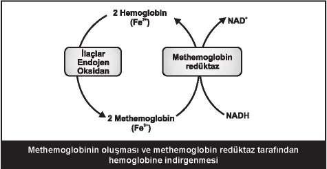 13 Fe2+ içeren Hem oksijen bağlayabilir. Globüler proteinler ve özellikleri: hemoglobin miyoglobin, genellikle hücre içi yerleşim gösterirler ve fonksiyonel rolleri bulunur.