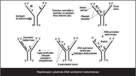 132 Topoizomerazlar ebeveyn heliksin aşırı kıvrılmasını önler. - Topoizomerazlar, DNA zincirlerini kırar ve tekrar birleştirir.