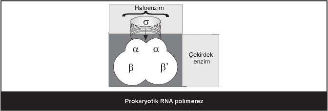 135 Prokaryotlarda mrna polisistronik bir transkript halinde sentezlenir. Sistron nedir?