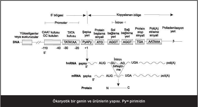 3 adet RNA polimeraz I:Nükleolusta 45S rrna prekürsörünü sentezler.