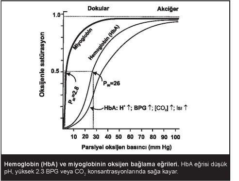 Oksijene ihtiyacın arttığı durumlarda Hemoglobinin oksijen satürasyon