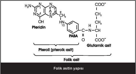 147 B12 vitamininin görev aldığı reaksiyonlar: metilmalonil KoA süksinil KoA (kofaktör: adenozil kobalamin; yer: mitokondri); homosistein metionin (kofaktör: metilkobalamin; yer: stoplazma)