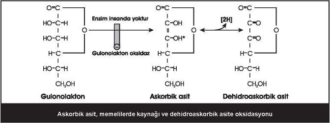 148 Aktif formu vücuda alındığı şekli ile etkili olan vitaminler: askorbik asit ve biotin C vitamininin katıldığı reaksiyonlar: Kollajen sentezi (prolil hidroksilaz basamağı) Katekolamin sentezi