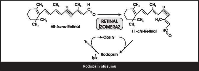 150 Hangi vitamin bir prohormon olarak fonksiyon gösterir? D vitamini Yağda çözünen vitaminler arasında en toksik olanı: D vitamini Hangisi D3 vitaminidir?