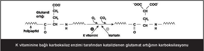 eksikliğinde, protein üzerinde oluşumu gerçekleşmeyen amino asit: Gama-karboksiglutamat Eksikliğinde osteoporoza ve kanamaya eğilimi arttıran