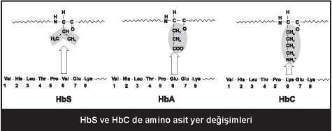 16 Tablo: Normal yetişkin insan hemoglobinleri Hb Tipi Zincir Yapısı Total Hb fraksiyonu HbA α2β2 % 90 HbF α2γ2 <%2 HbA2 α2δ2 %2-5 HbA1c α2β2 %3-6 Protonların hemoglobindeki bağlanma bölgesi: