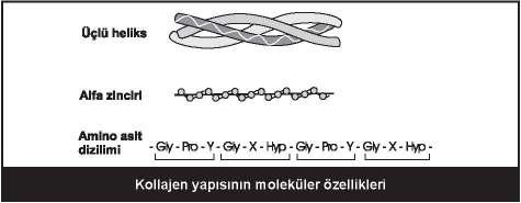 Fruktozamin nedir ve kullanımı: Glikozillenmiş albümin ve 2-3 hafta önceki ortalama kan glukoz düzeylerini yansıtır.