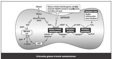 175 Serbest oksijen radikallerini zararsız hale getirmede rol oynayan enzimler Glukoz 6-fosfat dehidrogenaz Glutatyon redüktaz Glutatyon peroksidaz Süperoksid dismutaz Katalaz Süperoksid dismutazın