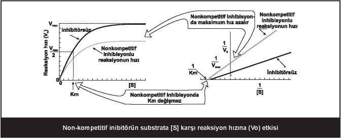 25 Allosterik enzimler ve özellikleri Genellikle bir metabolik yolun kontrol basamağını kataliz ederler; Aktif bölge dışında başka yere reverzibl bağlanan moleküllerle regüle edilirler, Çok sayıda