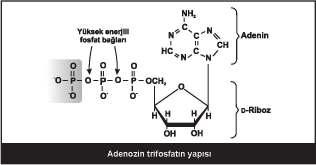 27 Asetil KoA kaynaklar Keton cisimleri Piruvat Yağ asitleri Ketojenik amino asitler Karbonhidrat, lipid ve amino asitlerin yıkımı sonucu açığa