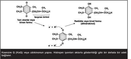 NADH dehidrogenaz kompleksi (kompleks I) içinde bulunan FMN, elektronları NADH dan alır ve onları Fe-S merkezleri içinde koenzim Q ya aktarır.