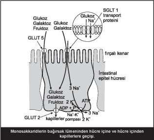 39 GLĐKOLĐZ Glukozun aktif transportu, bir kardiyak glikozid olan ouabain (sodyum pompa inhibitörü) ve florhizin (böbrek tübüllerinde glukoz reabsorpsiyon inhibitörü) tarafından inhibe edilir.