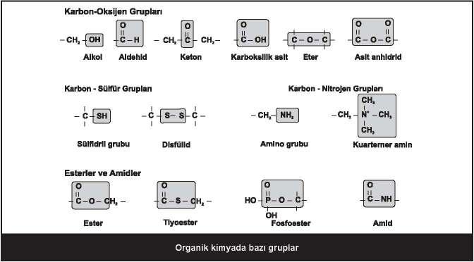 kanallarının proteinleri defektlidir.