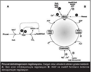 katalizlediği reaksiyon: Piruvat + NAD+ asetil KoA + NADH + H+ +CO2