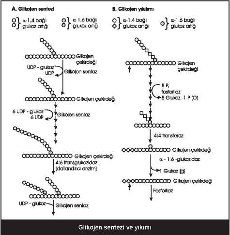49 Glikojen sentezinde rol oynayan enzimler: Glikojen sentaz, dallandırıcı enzim (amilo-4:6 transglikozidaz) Glikojen yıkımında rol oynayan enzimler: fosforilaz, dal koparıcı enzim Fosforilaz