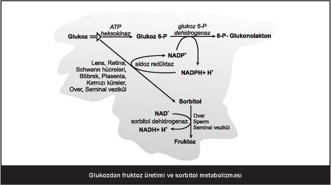 58 Glukozdan fruktoz oluşumunun gerçekleştiği metabolik yol: poliol yolu