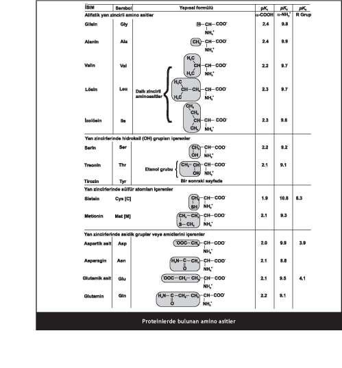 6 AMĐNO ASĐTLER VE PEPTĐD BAĞLARI Amino asitler: Doğada 300 den fazla amino asit bulunmakla beraber ribozomlarda oluşan mrna nın yönettiği protein sentezinde kullanılmak üzere 20 amino asit bulunur.