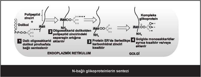 65 KAN GLUKOZ DÜZEYLERĐNĐN KORUNMASI Kan glukoz düzeyleri, diyetin yapısı çok değişken olmasına ve normal kişinin öğünler arası ve gece yediği yemeklere rağmen çok dar aralıklarda tutulur.