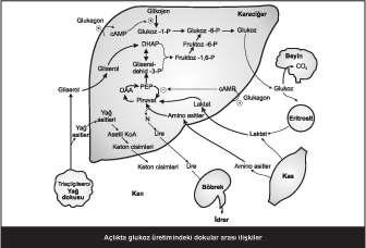 Yemekten sonra, kan glukozu diyetle alınan karbonhidratlardan sağlanır. Açlıkta, karaciğer glikojenoliz ve glukoneogenez işlemleriyle kan glukoz düzeylerini korur.