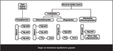 Not: Yüksüz oldukları için açilgliseroller (gliseridler), kolesterol ve kolesterol esterleri nötral lipidler olarak adlandırılır.