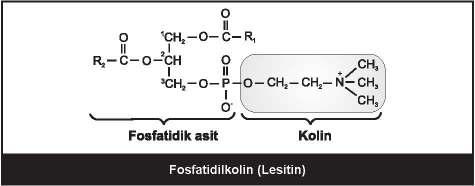 moleküldür; programlı hücre ölümü (apoptozis), hücre siklusu ve hücre farklılaşması, ve yaşlanma dahil çeşitli yolların