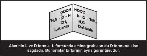 Birden fazla asimetrik karbon içeren amino asitler: izolösin ve treonin Amino asitlerin hidrofilik ve hidrofobik özelliklerine göre sınıflandırılması Hidrofobik