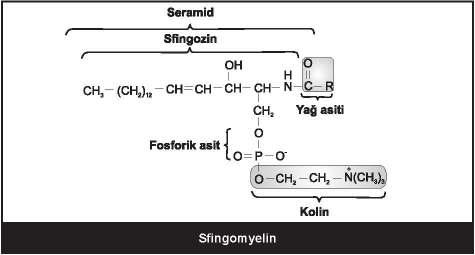 70 Sfingomyelinin parçalanması ile