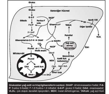 74 YAĞ ASĐTLERĐ VE TRĐAÇĐLGLĐSEROLÜN SENTEZĐ Lipogenez, yağ asitlerinin sentezi ve onların gliserolle esterleşerek triaçilgliserol oluşturmaları sıklıkla karaciğerde gerçekleşirken diyetle alınan