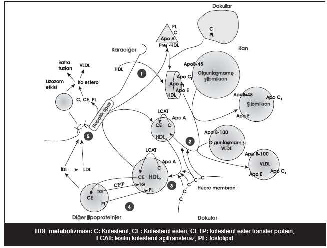 83 Aterosklerozdan koruyucu HDL fraksiyonu: HDL-2 Antiaterojenik protein: Apo A-1 Plazma