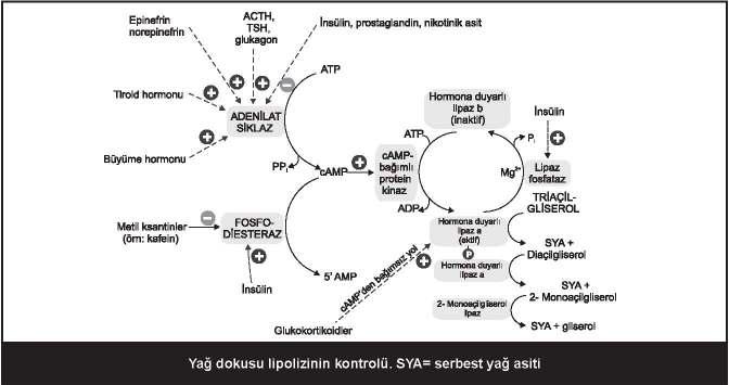 84 YAĞ DOKUSU TRĐAÇĐLGLĐSEROLLERĐNĐN SONU Açlıkta yağ asitleri ve gliserol, yağ dokusu triaçilgliserol depolarından salınır ve diğer dokular için bir yakıt kaynağı olarak kullanılır.