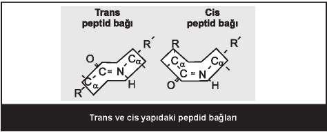 9 Peptid bağları: Peptid bağları bir protein zincirinde her bir amino asitin