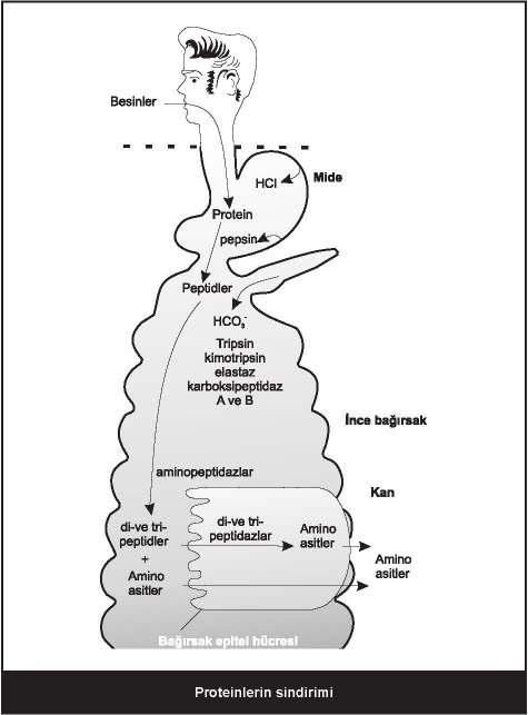 95 Pepsin proteinlerde hangi bölgeyi parçalar?