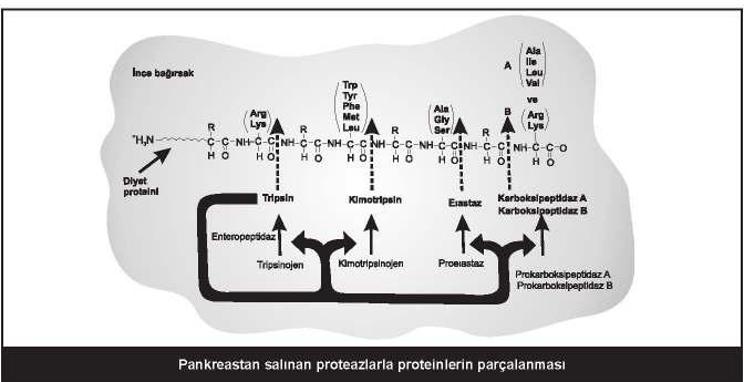 96 Đnaktif zimojen olarak sentezlenen enzimler: pepsin, tripsin, kimotripsin, elastaz, karboksipeptidaz Pankreas enzimleri arasında zimojen formu olmayanlar: amilaz ve lipaz Amino asitlerin hücre