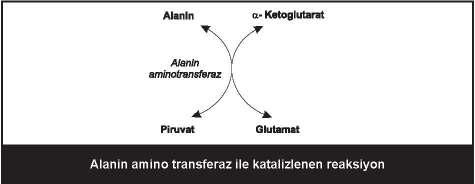 97 Transaminasyon ile birbirine dönüşen bileşikler: glutamat-alfa-ketoglutarat; alanin-piruvat; aspartatoksaloasetat Transaminasyona katılmayan amino asitler: lizin, treonin, prolin Oksidatif