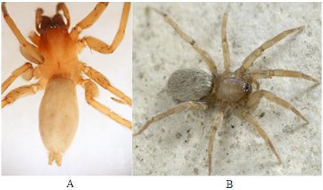 2.1.1. Gnaphosidae familyasının genel özellikleri Gnafozid örümceklerin uzunlukları 1-15 mm arasında değiģmektedir.