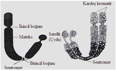 Burada sentromer denen yapı bulunur ve sentromere hücre bölünmesi esnasında iğ iplikleri bağlanmaktadır [34].