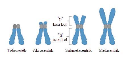 ġekil 2.8. Kromozom morfolojisi p: kısa kol, q:uzun kol [34