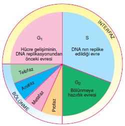 ġekil 2.10. Hücre döngüsünün Ģematik gösterimi [41] 2.2.4.1. Mitoz bölünme Mitoz; profaz, prometafaz, metafaz, anafaz ve telofaz olmak üzere beģ safhada gerçekleģir (ġekil 2.11.).