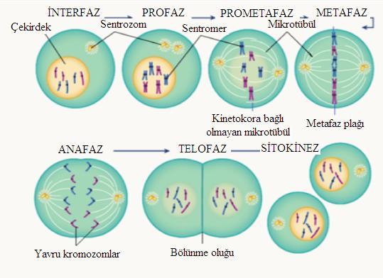 Mitozun en kısa evresi olan anafaz evresi, hücrenin merkezindeki kromozomların kutuplara doğru hareket etmeye baģladığı anda baģlar. Bu evrede 2 farklı olay gerçekleģir.