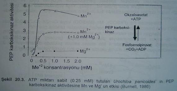 Mn kofaktör olarak yaklaşık 35 enzimi aktive eder Malik enzimin katalizlediği reaksiyon: Malat + NADP + piruvat + NADPH + H + + CO 2 Mn +2, Mg +2 İzositrat dehidrogenazın katalizlediği enzim: