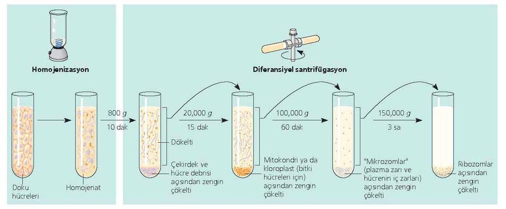 Hücre