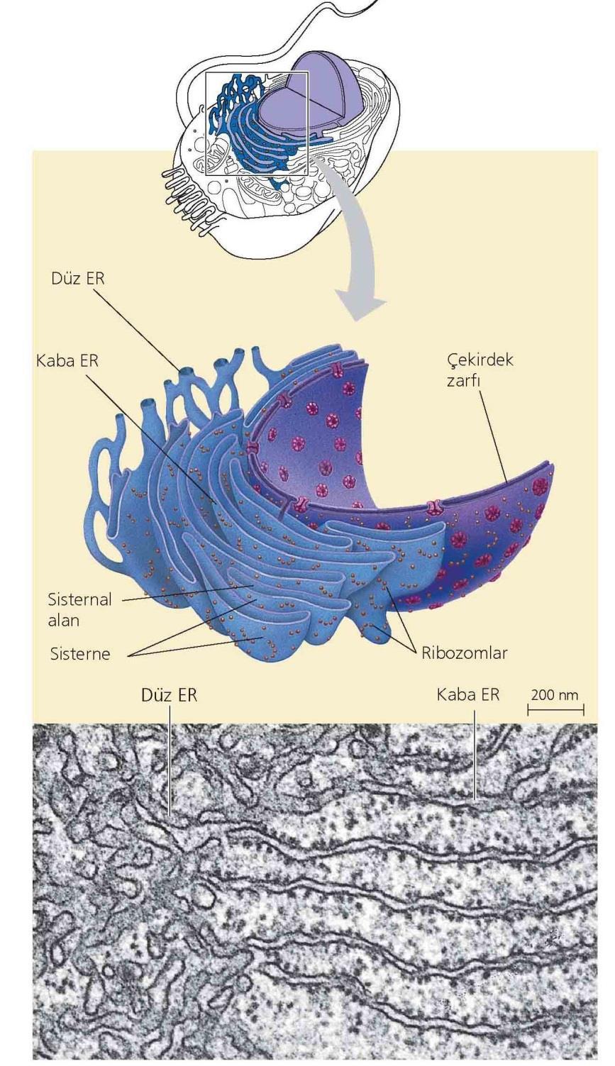 ER çok geniş zarsı kese ve tubuller sitoplazma içindeki küçük ağ çekirdek zarfı ile devamlı düz ER lipid sentezi (eşey