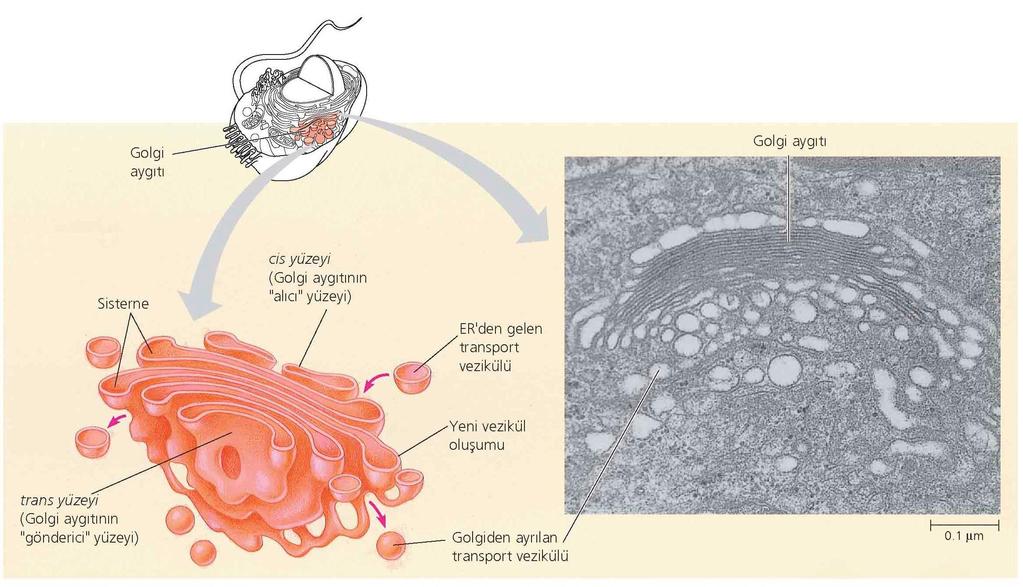 Golgi aygıtı ER ürünlerinin işlenmesi,