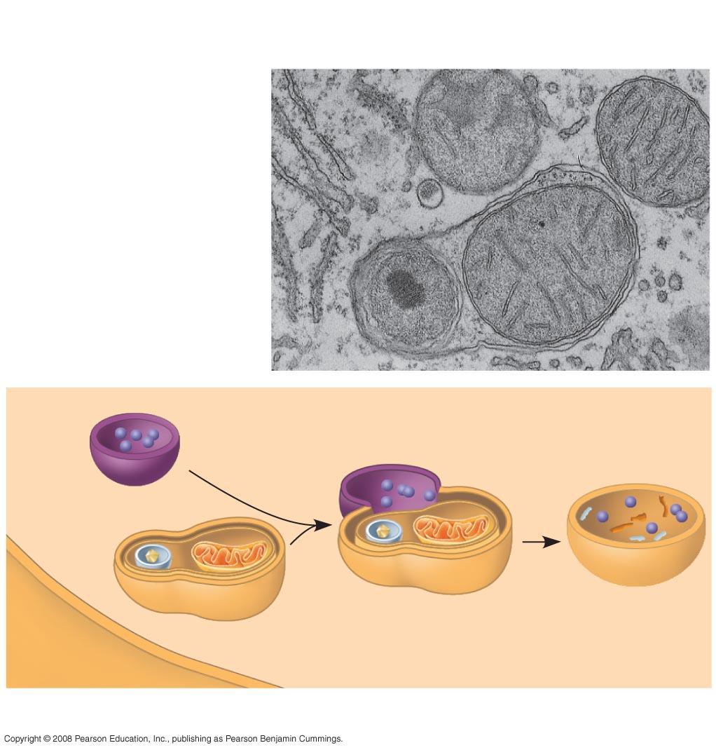 Fig. 6-14b Vesicle containing two damaged organelles 1 µm Mitochondrion fragment