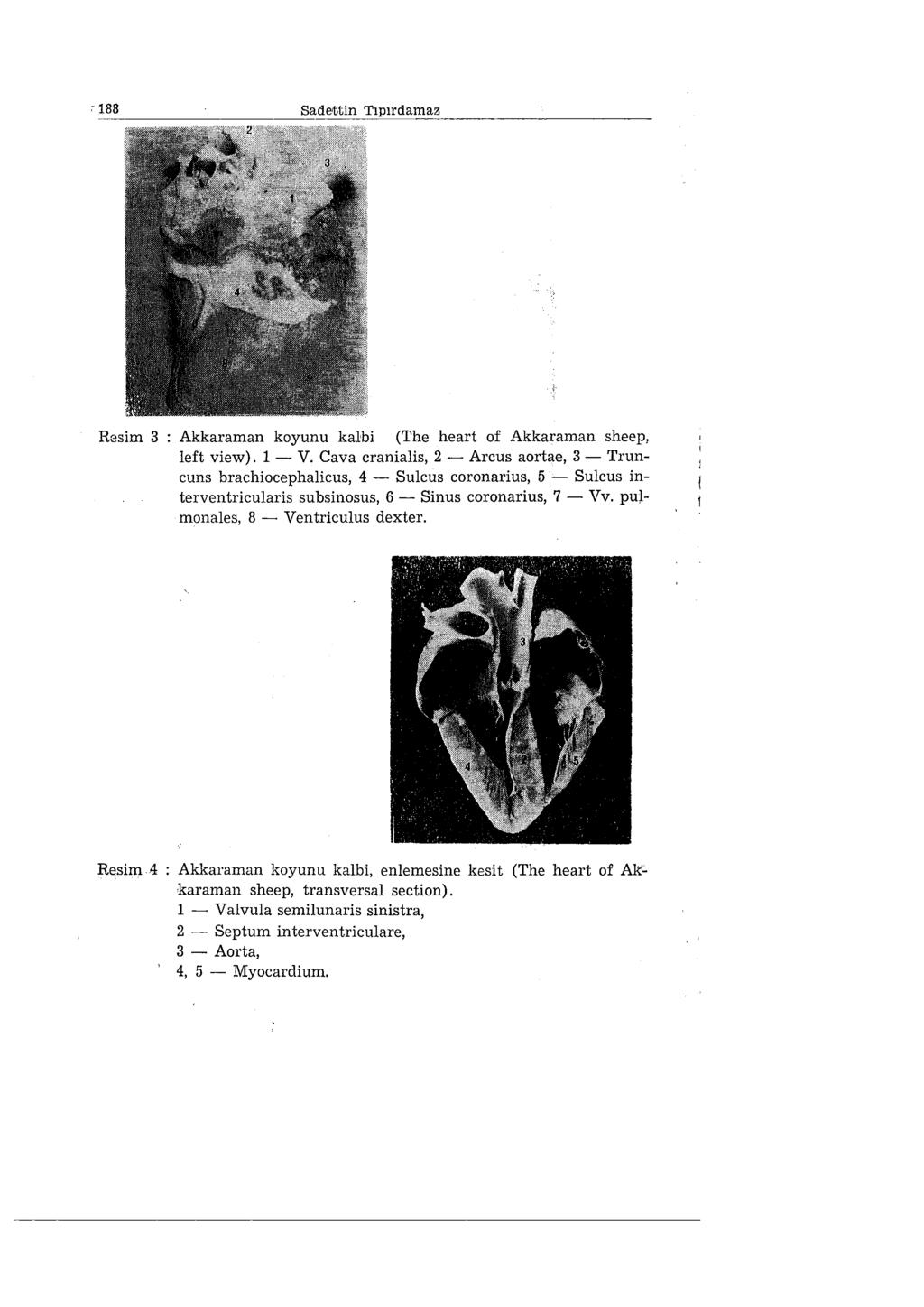 c 188 Resim 3 Akkaraman koyunu kalbi (The heart of Akkaraman sheep, left view). ı - V.