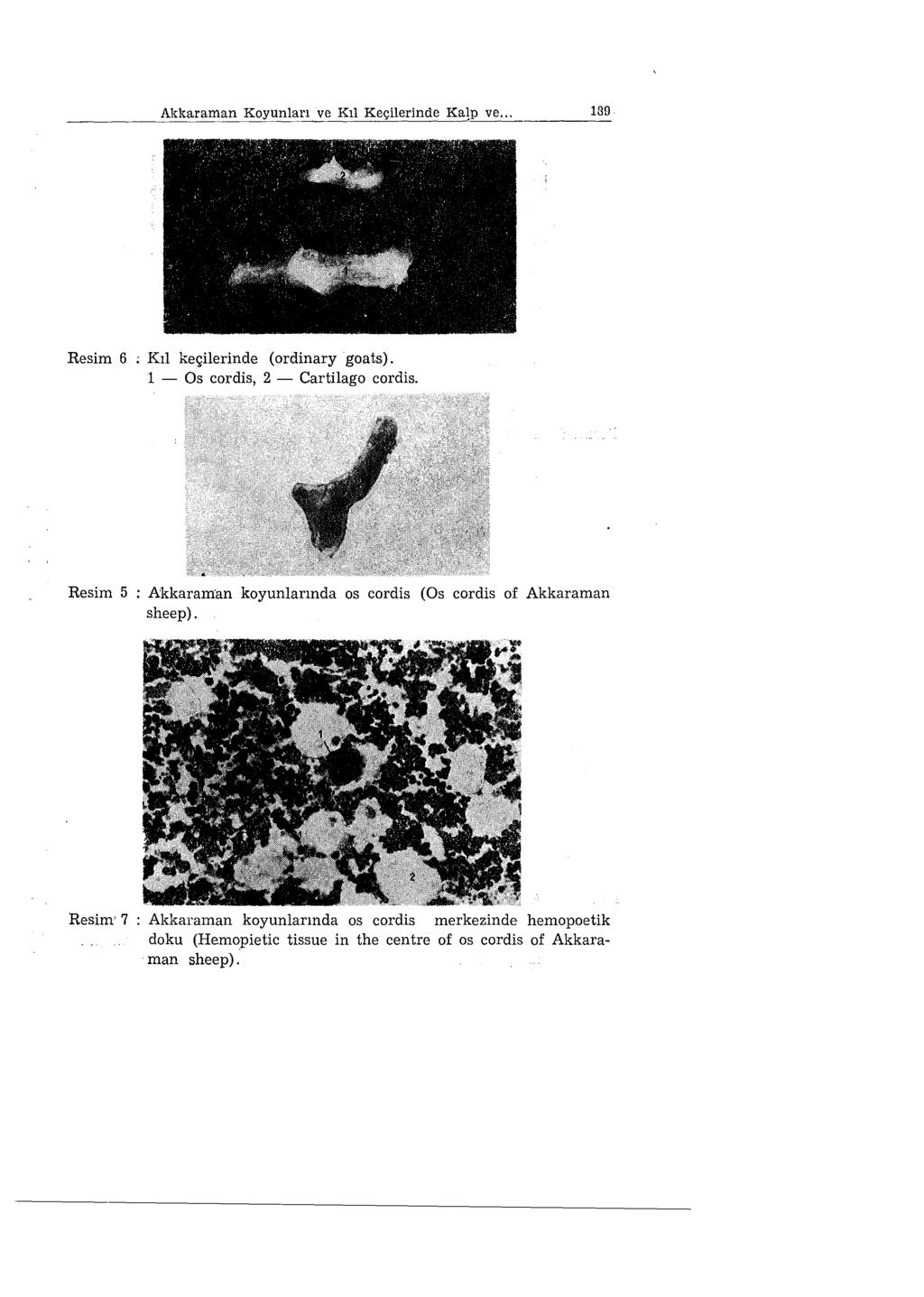 Akkaraman Koyunları ve Kıl Keçilerinde Ka1p ve... 189 Resim 6 ; Kıl keçilerinde (ordinary goats). 1 - Os cordis, 2 - Cartilago cordis.