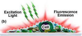 Floresan Nedir?