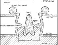 iletici molekülde (transporter) konformasyon de i ikli i meydana gelir. Bütün bu i lemler ATP gerektirir. 3.