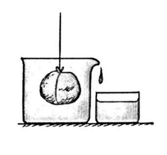 اگر سنگی را در ظرف پر از آبی قرار دهید مقداری آب از آن بیرون میریزد) شکل 4-1(. سنگ آب را جابهجا میکند. شکل 4-1 وقتی سنگی غوطهور شود آبی را جابهجا میکند که حجم آن برابر حجم سنگ است.